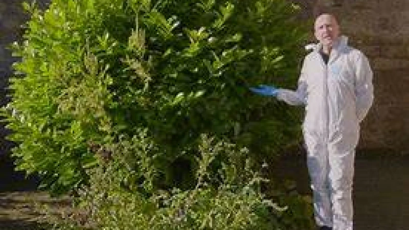 বিষাক্ত গাছের ভেতরেই নাকি ব্যথার ওষুধ!